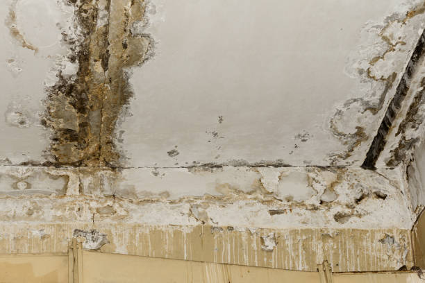 Best Post-Construction Mold Inspection  in York, NE