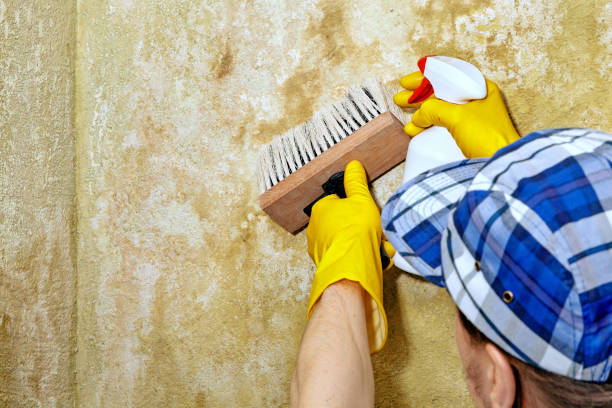 Best Emergency Mold Remediation  in York, NE