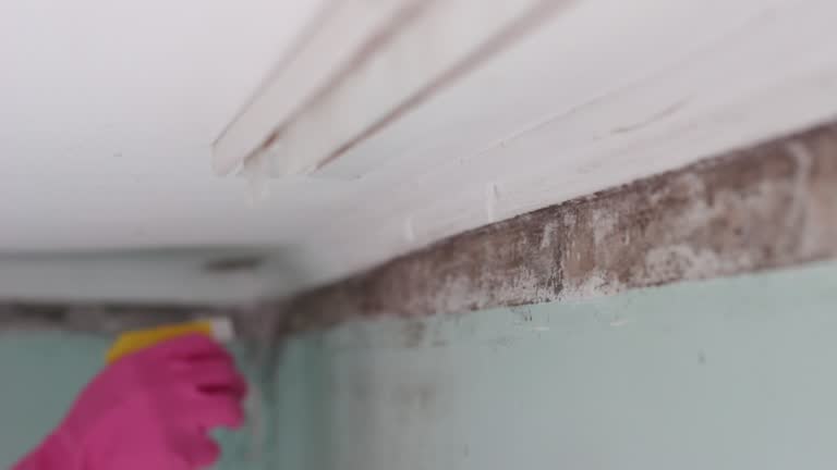  York, NE Mold Removal Pros